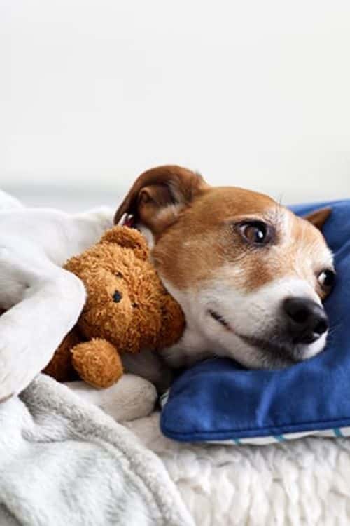 bedtime buddies - steph's pet sitting in Media, PA