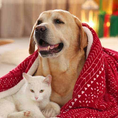 A dog and a cat cuddling under a red blanket before Steph's Pet Sitting visits them in Media, PA