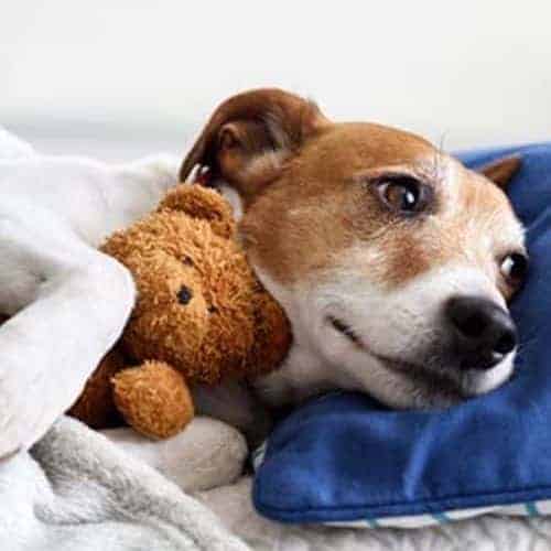 A dog resting during a Steph's Pet Sitting bedtime buddies visit in Media, PA