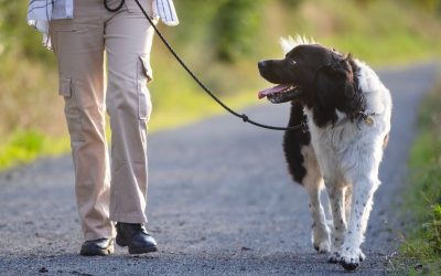 Why Does My Dog Need a Daily Routine: Tips for Media, PA Dog Owners